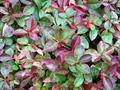  Eastern teaberry